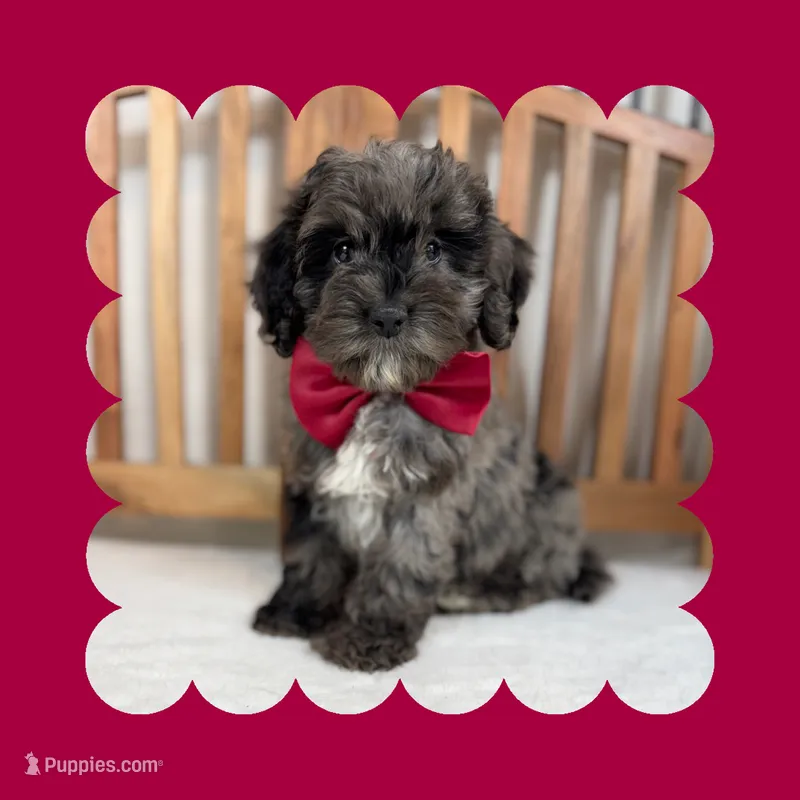 ❤️Mini Goldendoodle❤️