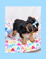 🩵Tiny Teacup Male🩵, a male Yorkshire Terrier for sale in Los Angeles, CA – 5 of 6