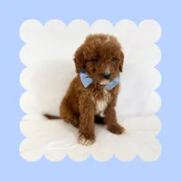 🩷CAVAPOO MALE🩷, a male Cavapoo and Poodle - Toy  for sale in Los Angeles, CA – Photo 4 of 9