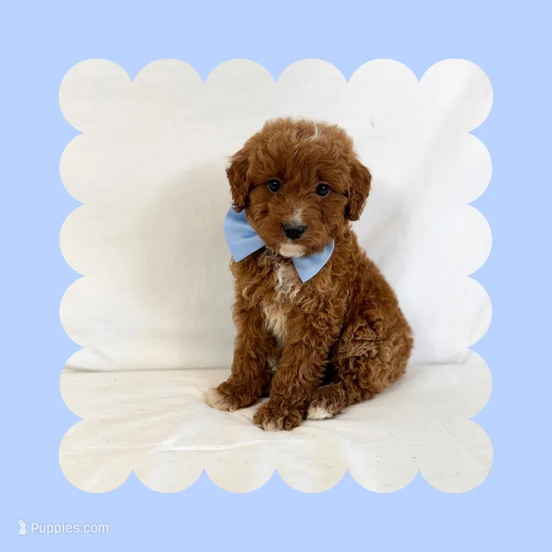 🩷CAVAPOO MALE🩷