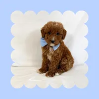 🩷CAVAPOO MALE🩷, a male Cavapoo and Poodle - Toy  for sale in Los Angeles, CA – Photo 1 of 9