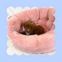🩷CAVAPOO MALE🩷, a male Cavapoo and Poodle - Toy  for sale in Los Angeles, CA – Photo 8 of 9