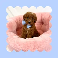 🩷CAVAPOO MALE🩷, a male Cavapoo and Poodle - Toy  for sale in Los Angeles, CA – Photo 7 of 9