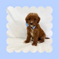 🩷CAVAPOO MALE🩷, a male Cavapoo and Poodle - Toy  for sale in Los Angeles, CA – Photo 6 of 9
