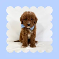 🩷CAVAPOO MALE🩷, a male Cavapoo and Poodle - Toy  for sale in Los Angeles, CA – Photo 3 of 9