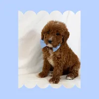 🩷CAVAPOO MALE🩷, a male Cavapoo and Poodle - Toy  for sale in Los Angeles, CA – Photo 2 of 9