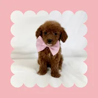 Mini Goldendoodle , a female Poodle - Toy  and Miniature Goldendoodle for sale in Los Angeles, CA – Photo 4 of 6