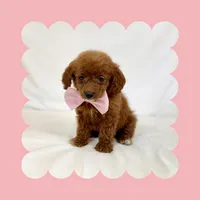 Mini Goldendoodle , a female Poodle - Toy  and Miniature Goldendoodle for sale in Los Angeles, CA – Photo 5 of 6