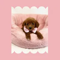 Mini Goldendoodle , a female Poodle - Toy  and Miniature Goldendoodle for sale in Los Angeles, CA – Photo 3 of 6