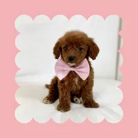 Mini Goldendoodle , a female Poodle - Toy  and Miniature Goldendoodle for sale in Los Angeles, CA – Photo 6 of 6
