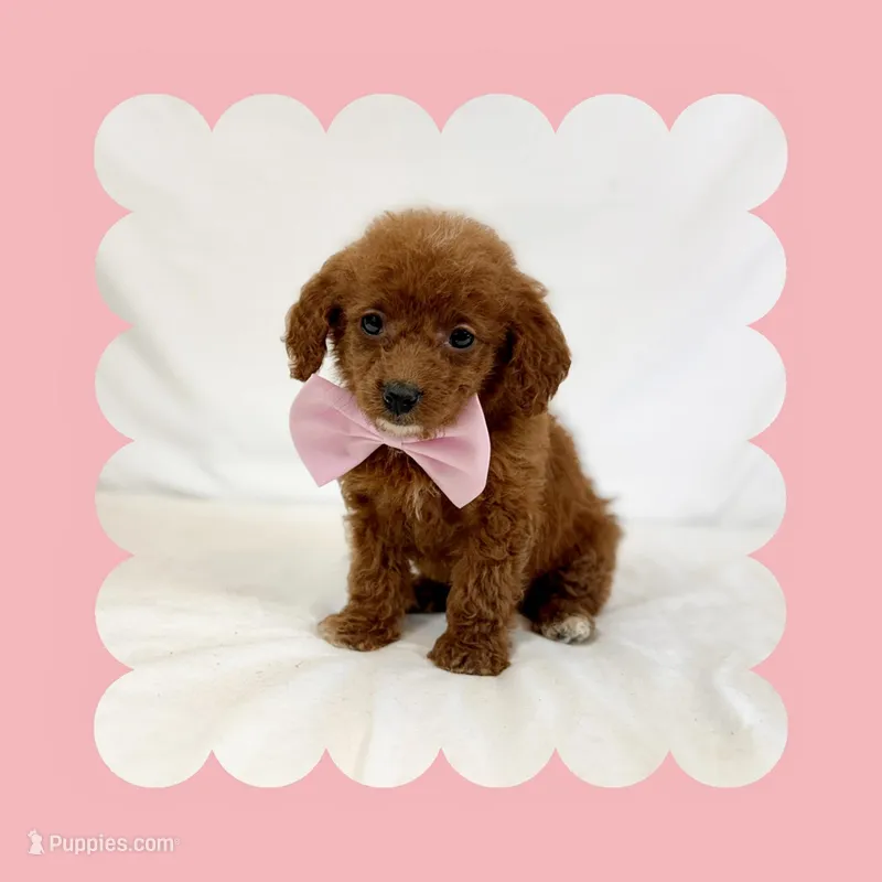 Mini Goldendoodle  – Poodle - Toy , Miniature Goldendoodle puppy for sale in Los Angeles, CA