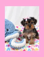 🎀Tiny Teacup Female🎀, a female Yorkshire Terrier for sale in Los Angeles, CA – 3 of 8