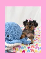 🎀Tiny Teacup Female🎀, a female Yorkshire Terrier for sale in Los Angeles, CA – 2 of 8