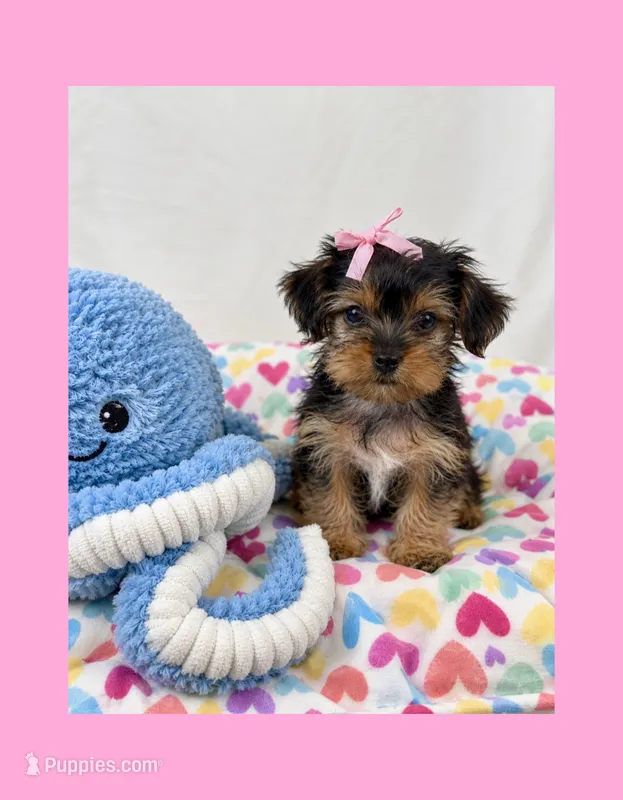 🎀Tiny Teacup Female🎀 – Yorkshire Terrier puppy for sale in Los Angeles, CA