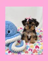 🎀Tiny Teacup Female🎀, a female Yorkshire Terrier for sale in Los Angeles, CA – 1 of 8
