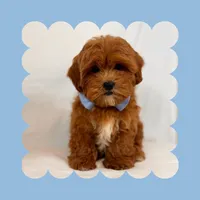 🩵Cavapoo🩵, a male Cavapoo for sale in Los Angeles, CA – Photo 3 of 10