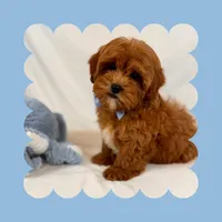 🩵Cavapoo🩵, a male Cavapoo for sale in Los Angeles, CA – Photo 4 of 10