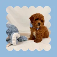🩵Cavapoo🩵, a male Cavapoo for sale in Los Angeles, CA – Photo 9 of 10