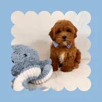 🩵Cavapoo🩵, a male Cavapoo for sale in Los Angeles, CA – Photo 7 of 10