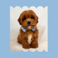 🩵Cavapoo🩵, a male Cavapoo for sale in Los Angeles, CA – Photo 1 of 10