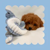 🩵Cavapoo🩵, a male Cavapoo for sale in Los Angeles, CA – Photo 5 of 10