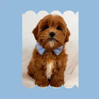 🩵Cavapoo🩵, a male Cavapoo for sale in Los Angeles, CA – Photo 2 of 10