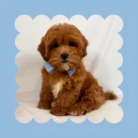 🩵Cavapoo🩵, a male Cavapoo for sale in Los Angeles, CA – Photo 8 of 10