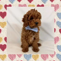 ❤️Mini Goldendoodle❤️, a male Poodle - Toy  and Miniature Goldendoodle for sale in Los Angeles, CA – Photo 4 of 5