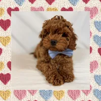 ❤️Mini Goldendoodle❤️, a male Poodle - Toy  and Miniature Goldendoodle for sale in Los Angeles, CA – Photo 5 of 5
