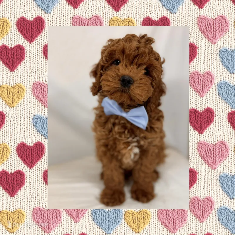 ❤️Mini Goldendoodle❤️