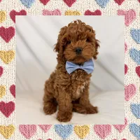 ❤️Mini Goldendoodle❤️, a male Poodle - Toy  and Miniature Goldendoodle for sale in Los Angeles, CA – Photo 2 of 5