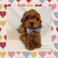 ❤️Mini Goldendoodle❤️, a male Poodle - Toy  and Miniature Goldendoodle for sale in Los Angeles, CA – Photo 3 of 5