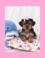 🎀Tiny Teacup Female🎀, a female Yorkshire Terrier for sale in Los Angeles, CA – 7 of 8
