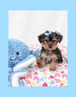 🩵Tiny Teacup Male🩵, a male Yorkshire Terrier for sale in Los Angeles, CA – 4 of 6