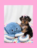 🎀Tiny Teacup Female🎀, a female Yorkshire Terrier for sale in Los Angeles, CA – 4 of 8