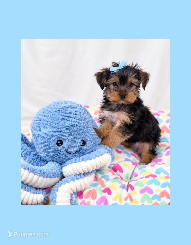 🩵Tiny Teacup Male🩵 – Yorkshire Terrier puppy for sale in Los Angeles, CA