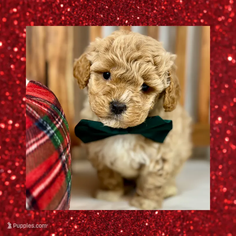 ❤️Mini Goldendoodle #1❤️