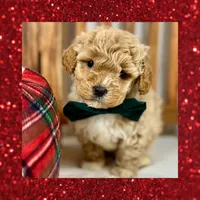 ❤️Mini Goldendoodle #1❤️, a male Poodle - Toy  and Miniature Goldendoodle for sale in Los Angeles, CA – Photo 1 of 5