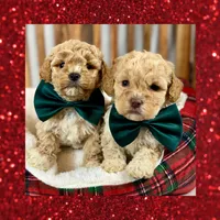 ❤️Mini Goldendoodle #1❤️, a male Poodle - Toy  and Miniature Goldendoodle for sale in Los Angeles, CA – Photo 2 of 5