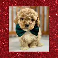 ❤️Mini Goldendoodle #1❤️, a male Poodle - Toy  and Miniature Goldendoodle for sale in Los Angeles, CA – Photo 3 of 5