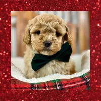 ❤️Mini Goldendoodle #1❤️, a male Poodle - Toy  and Miniature Goldendoodle for sale in Los Angeles, CA – Photo 5 of 5