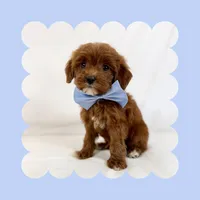 Mini Goldendoodle, a male Miniature Goldendoodle for sale in Los Angeles, CA – Photo 3 of 7