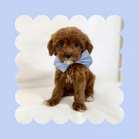 Mini Goldendoodle, a male Miniature Goldendoodle for sale in Los Angeles, CA – Photo 1 of 7