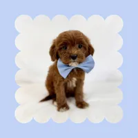 Mini Goldendoodle, a male Miniature Goldendoodle for sale in Los Angeles, CA – Photo 4 of 7