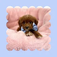 Mini Goldendoodle, a male Miniature Goldendoodle for sale in Los Angeles, CA – Photo 6 of 7