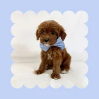 Mini Goldendoodle, a male Miniature Goldendoodle for sale in Los Angeles, CA – Photo 7 of 7