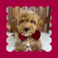 processed/3690617c-c2a8-4c80-abe7-2774ed0d038e/listing/d2f8b810-7af6-49b3-90a7-160fdbcf7dd5/2cf84195-6354-444c-ba93-ed7c59b85d47