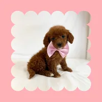 🩷CAVAPOO FEMALE🩷, a female Cavapoo and Poodle - Toy  for sale in Los Angeles, CA – Photo 7 of 9