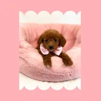 🩷CAVAPOO FEMALE🩷, a female Cavapoo and Poodle - Toy  for sale in Los Angeles, CA – Photo 9 of 9
