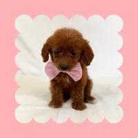 🩷CAVAPOO FEMALE🩷, a female Cavapoo and Poodle - Toy  for sale in Los Angeles, CA – Photo 4 of 9